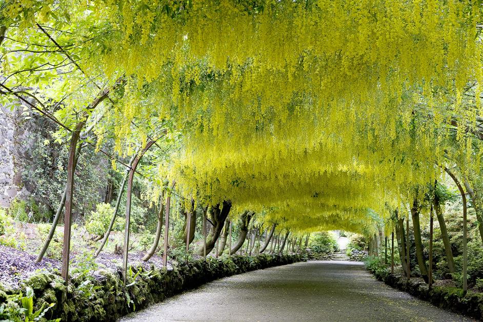 Laburnum arch.jpg